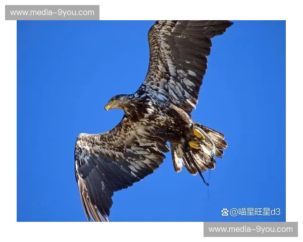 点燃激情，鹰击长空：热火vs老鹰录像，重温经典瞬间！